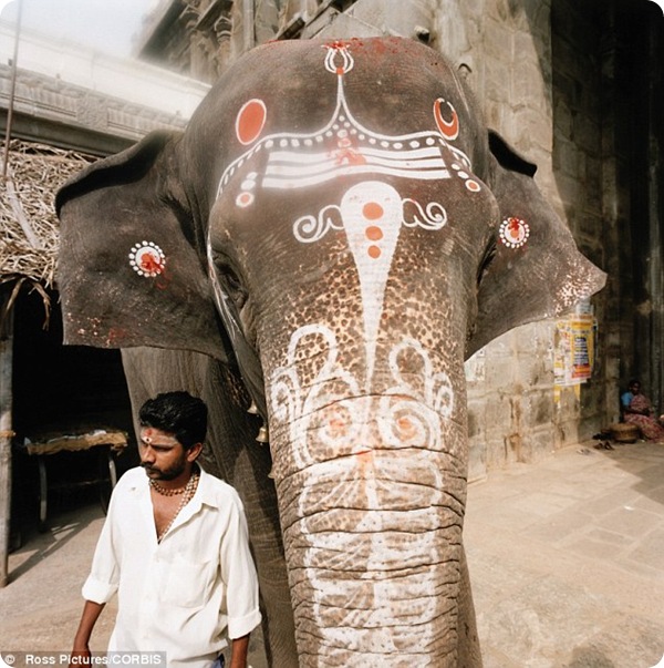 Священных индийских слонов посадят на диету