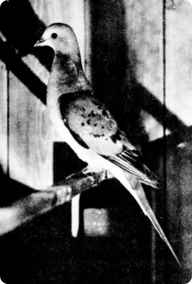 Странствующий голубь (лат. Ectopistes migratorius). 