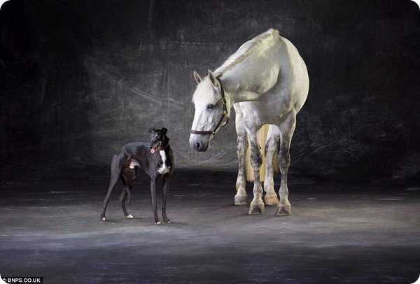 Лошади позируют в студии профессионального фотографа 