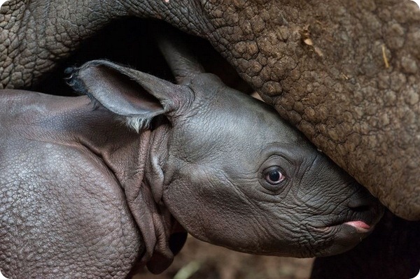 В швейцарском зоопарке родился детёныш панцирного носорога