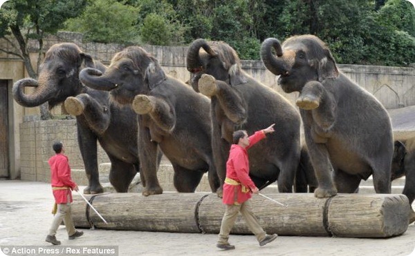 Танцевальное шоу слонов в зоопарке Ганновера