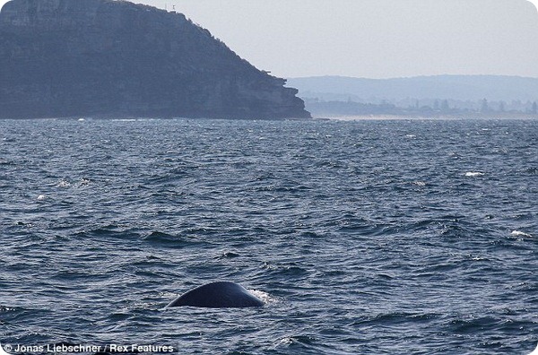 В водах Сиднея был замечен 15-метровый синий кит