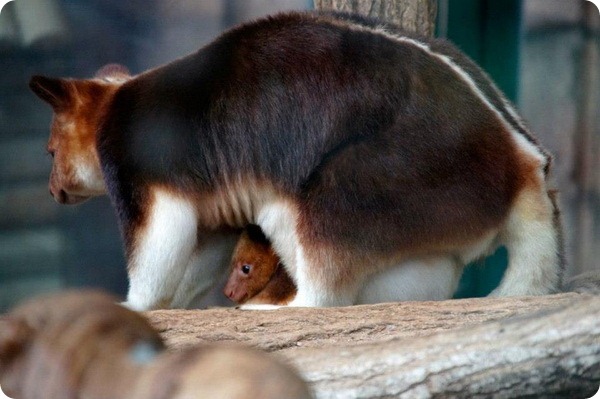 Детеныш древесного кенгуру из зоопарка Beauval Zoo