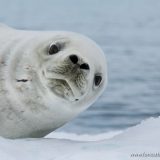 Тюлень — Крабоед