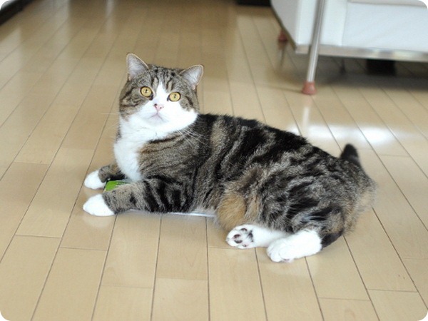 Известный японский кот Мару снялся в рекламе