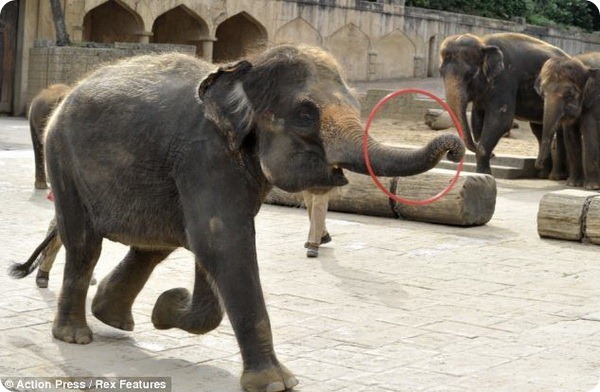 Танцевальное шоу слонов в зоопарке Ганновера