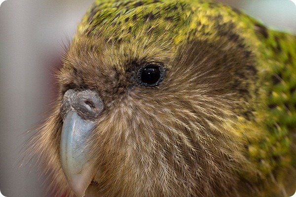 Какапо или совиный попугай (лат. Strigops habroptilus)