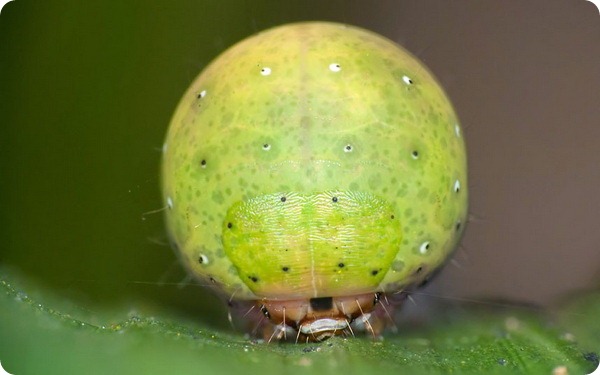 Гусеница карликового шелкопряда