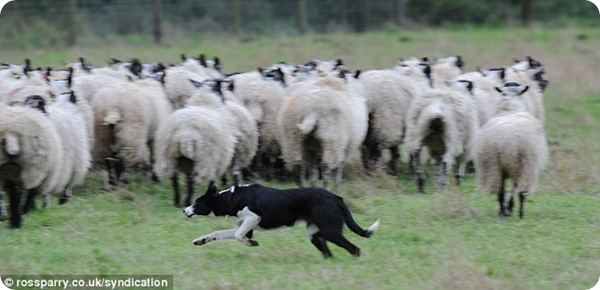 Самая дорогая в мире собака-пастух