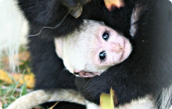 Новорожденный детёныш колобуса из детского зоопарка Индианы