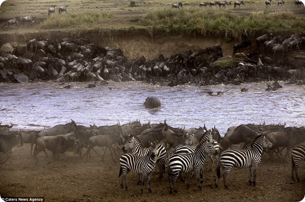 Бегемот остановил миграцию антилоп гну