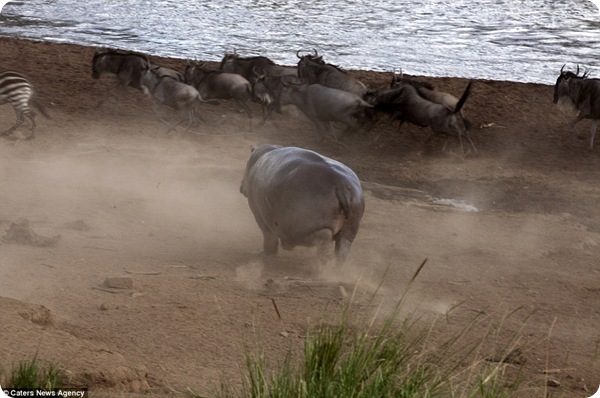 Бегемот остановил миграцию антилоп гну