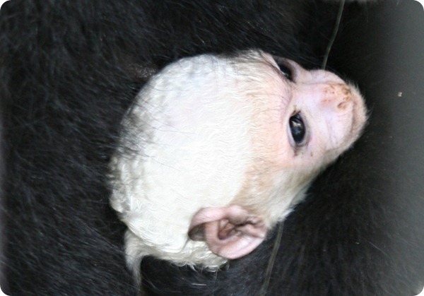 Новорожденный детёныш колобуса из детского зоопарка Индианы