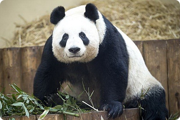 Панды из зоопарка Эдинбурга награждены за вклад в туризм 