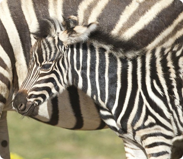 Маленькая зебра из австралийского зоопарка Monarto Zoo
