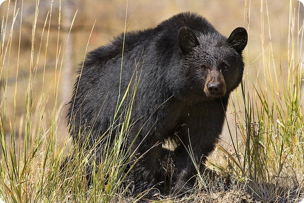 Барибал или черный медведь (лат. Ursus americanus)