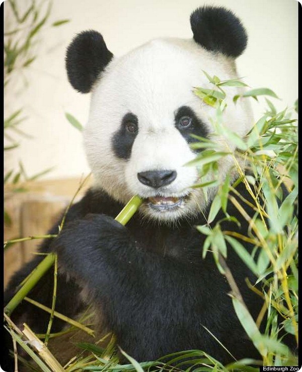 Панды из зоопарка Эдинбурга награждены за вклад в туризм 