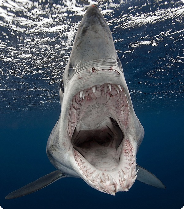 Фотографии акул у острова Нептун