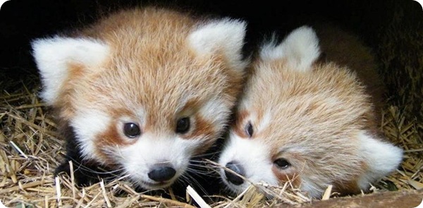 Детёныши красной панды из британского зоопарка