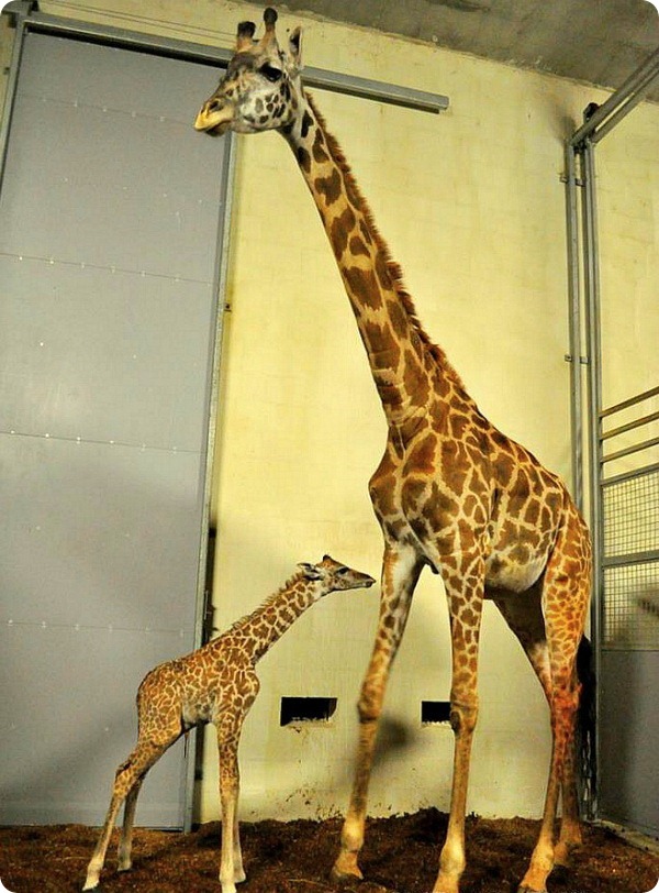 В зоопарке Гринвилла радуются появлению детёныша жирафа