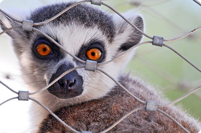 Кошачий или кольцехвостый лемур (лат. Lemur catta)