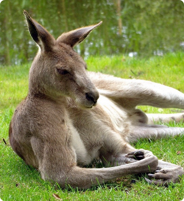 Гигантский кенгуру (лат. Macropus giganteus)