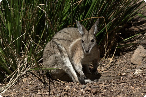 Короткокоготный кенгуру (лат. Onychogalea fraenata)