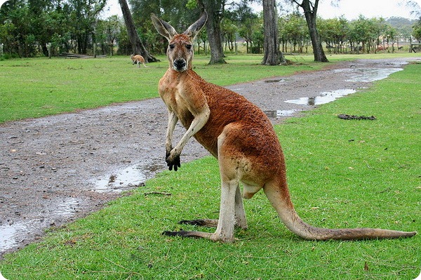 Большой рыжий кенгуру (лат. Macropus rufus)