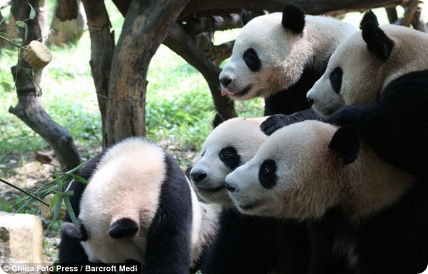 Панды-сластёны на празднике Чжунцю в Китае