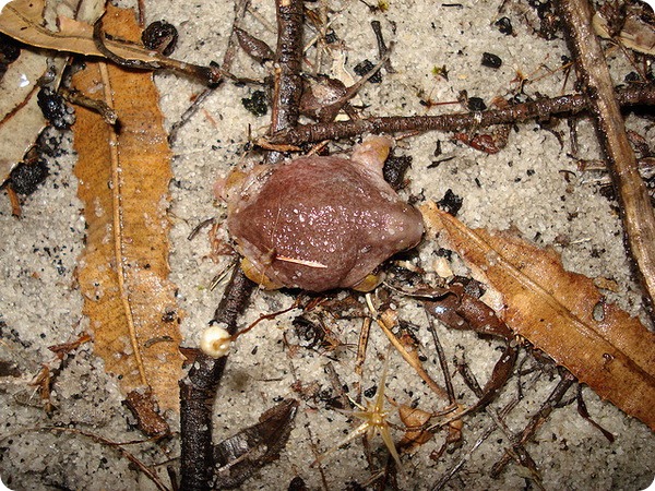 Лягушка-черепаха (лат. Myobatrachus gouldii)