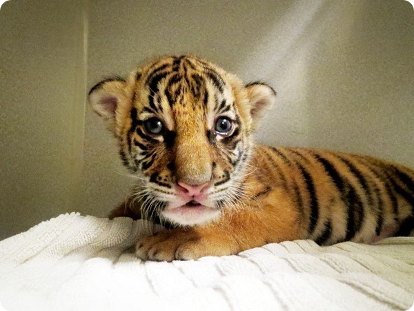 Новый тигрёнок по кличке Бирани в Point Defiance Zoo