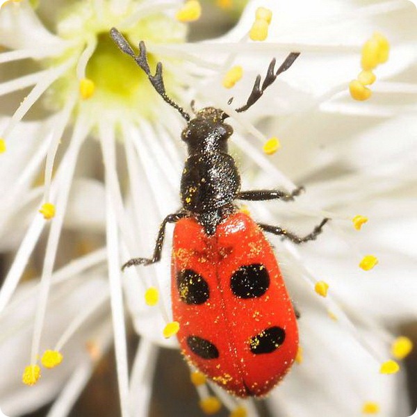 Пестряк Pelonides quadripunctatus