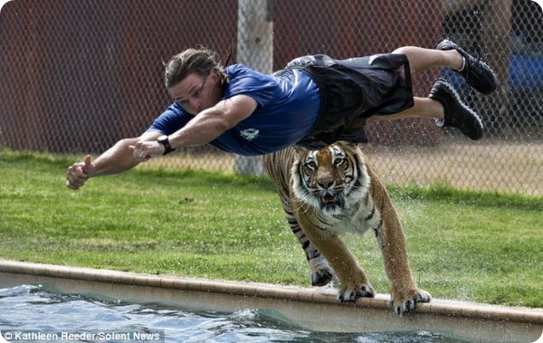 Опасные игры с тиграми