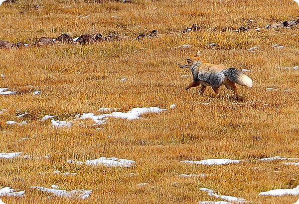 Тибетская лисица (лат. Vulpes ferrilata)