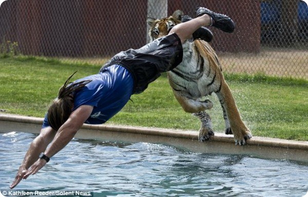 Опасные игры с тиграми