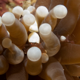Палемона Hamopontonia corallicola