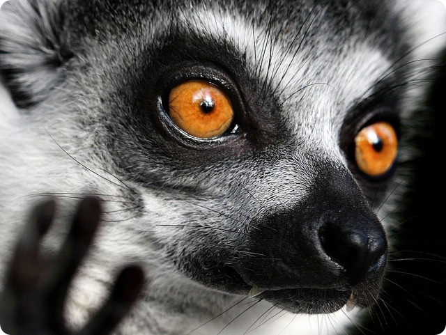 Кошачий или кольцехвостый лемур (лат. Lemur catta)