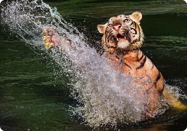 Необыкновенное купание бенгальского тигра 