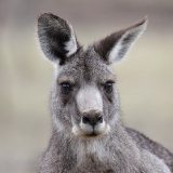 Гигантский кенгуру