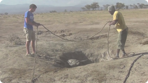 Как спасали слонёнка из ямы