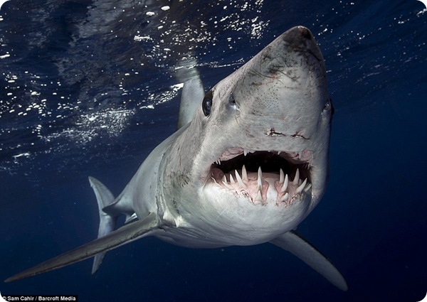 Фотографии акул у острова Нептун
