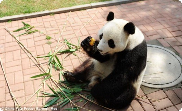 Панды-сластёны на празднике Чжунцю в Китае