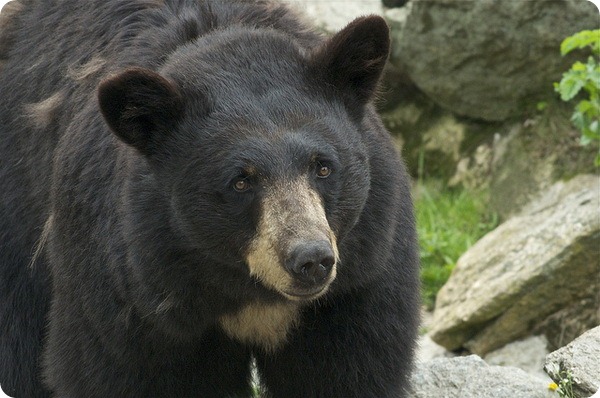 Барибал или черный медведь (лат. Ursus americanus)