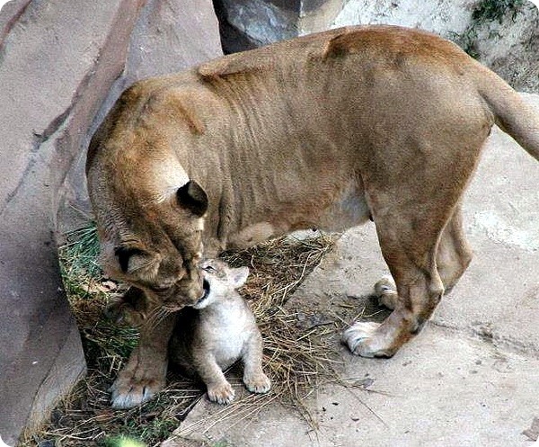Маленький львёнок из зоопарка Антверпена