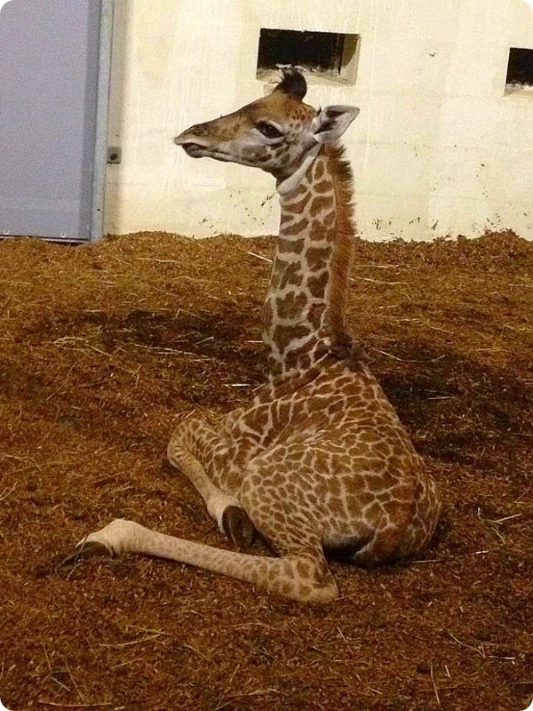В зоопарке Гринвилла радуются появлению детёныша жирафа