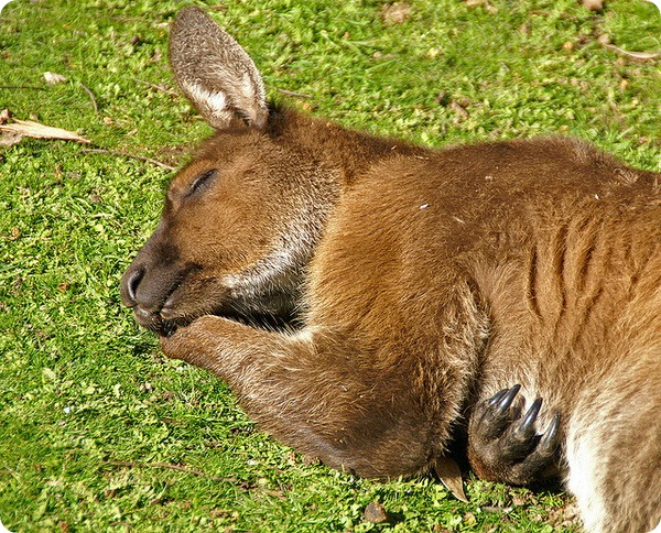 Западный серый кенгуру (лат. Macropus fuliginosus)