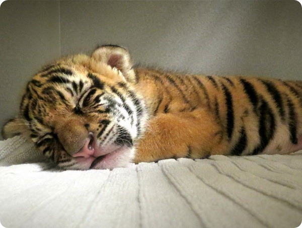 Новый тигрёнок по кличке Бирани в Point Defiance Zoo