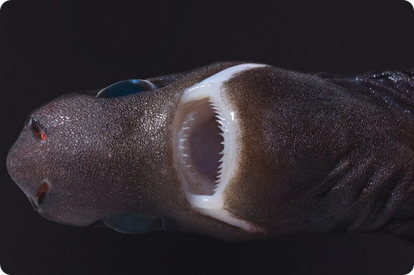 Карликовая светящаяся акула (лат. Euprotomicrus bispinatus)