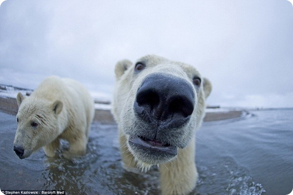 Белые медведи из Арктического национального заповедника