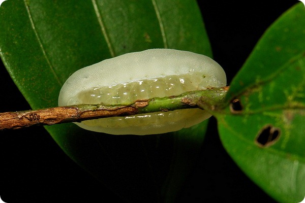 Желатиновая слизневидка - семейство Limacodidae